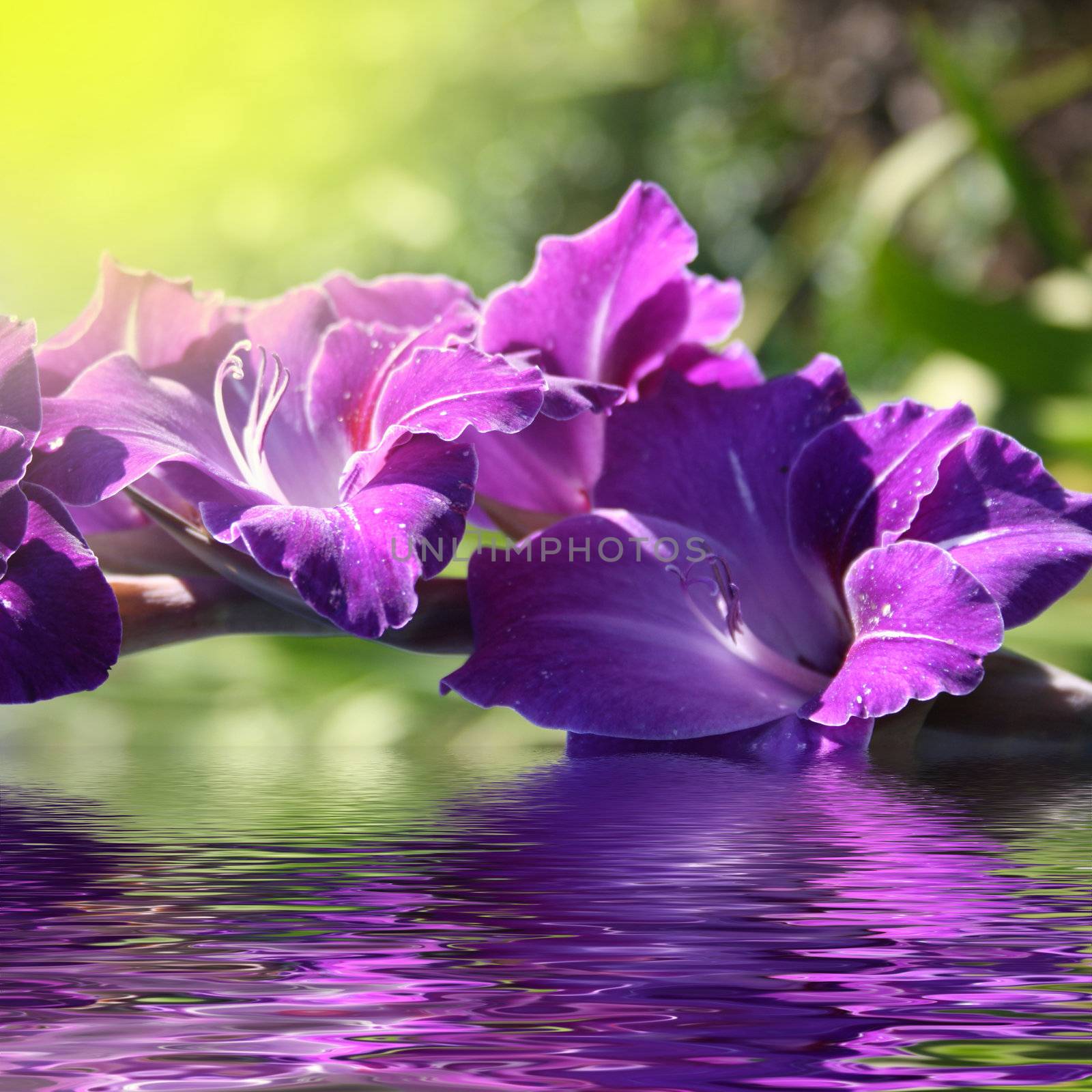 Beautiful purple gladioli in the summer