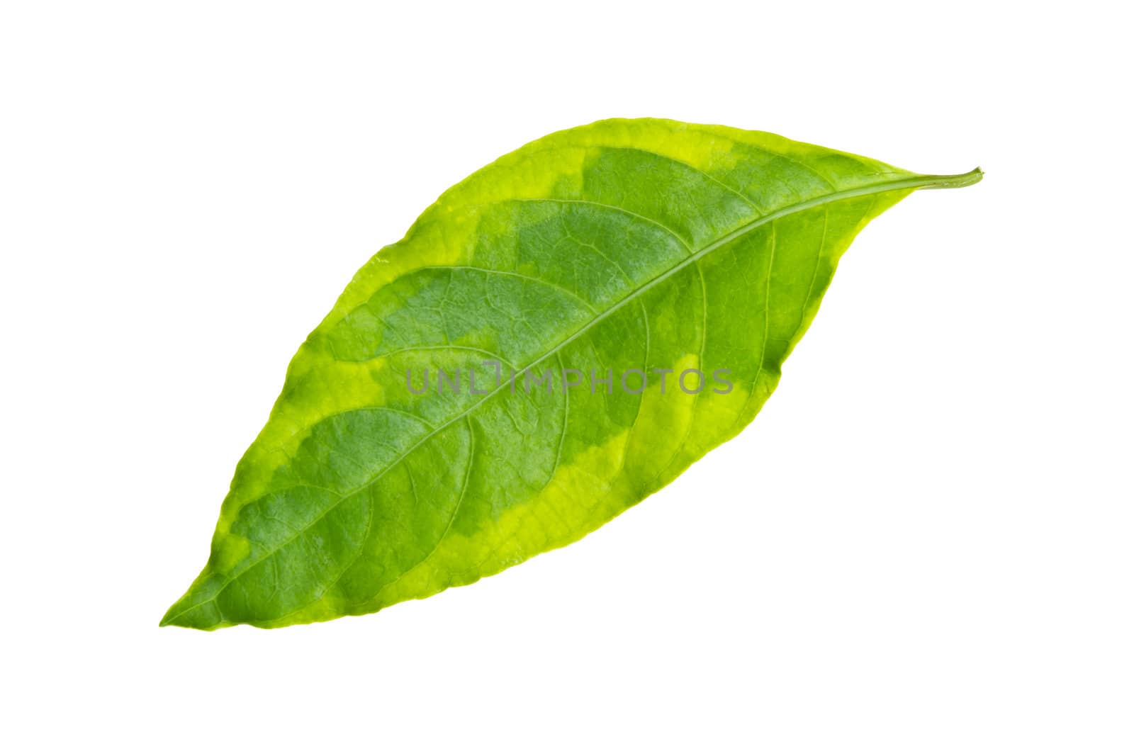 green leaf isolated