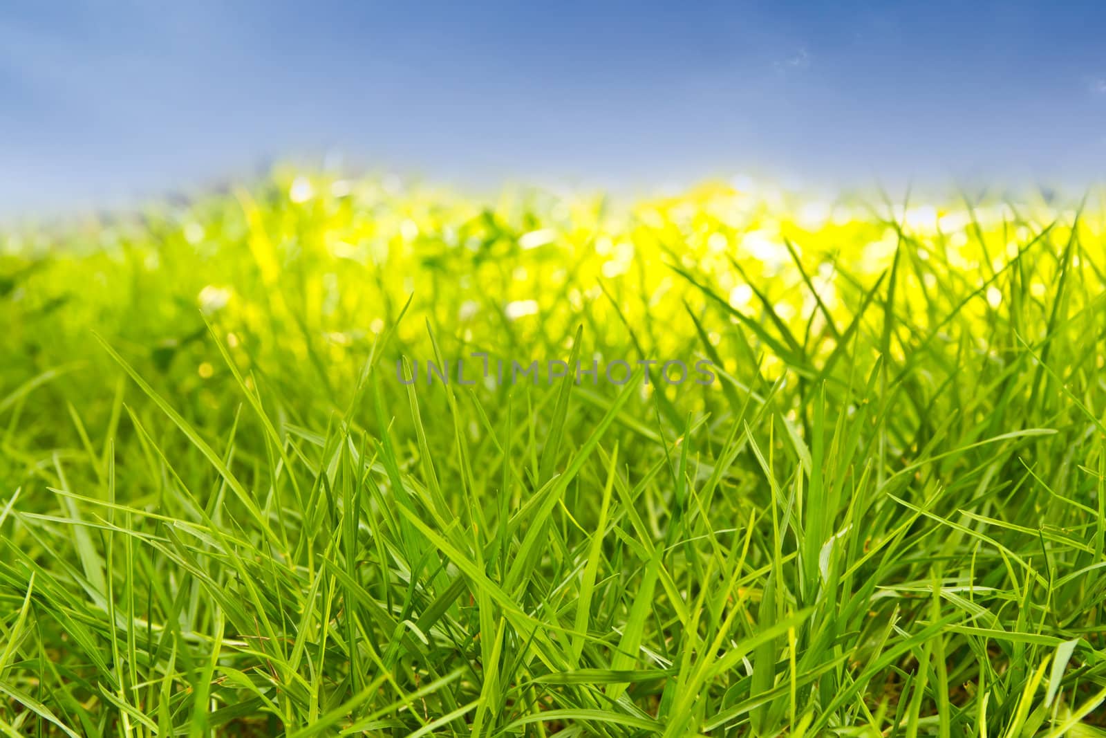 green grass against blue sky by tungphoto
