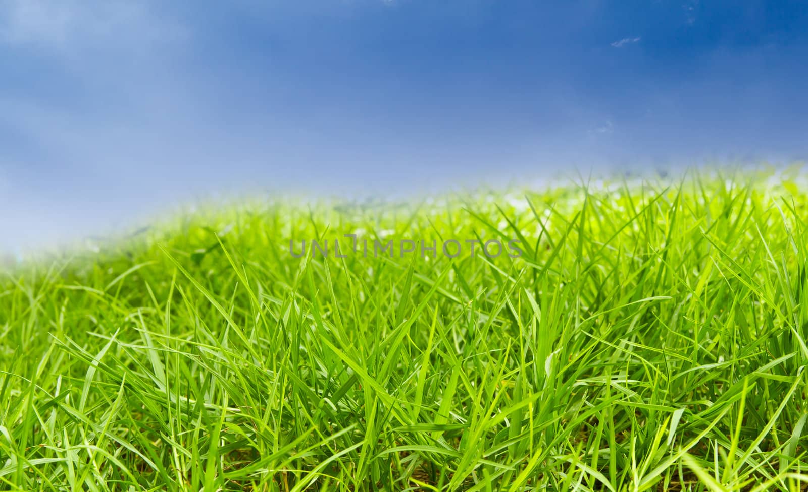 green grass against blue sky by tungphoto