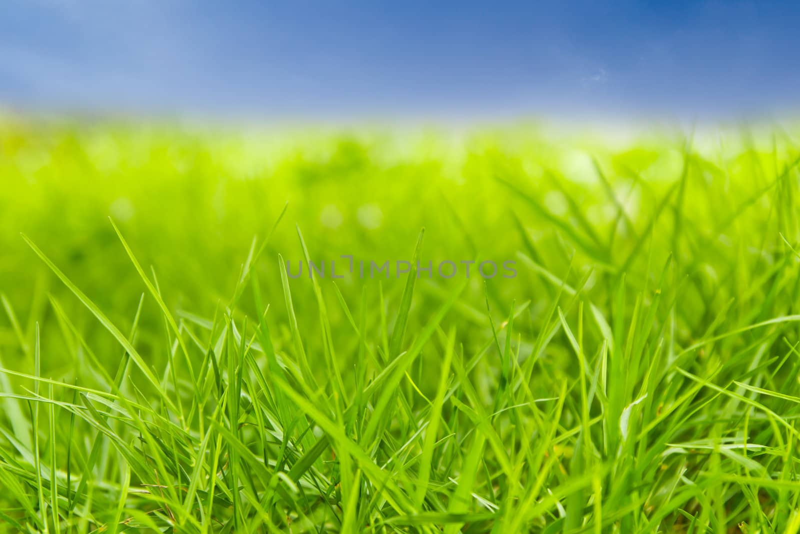 green grass against blue sky