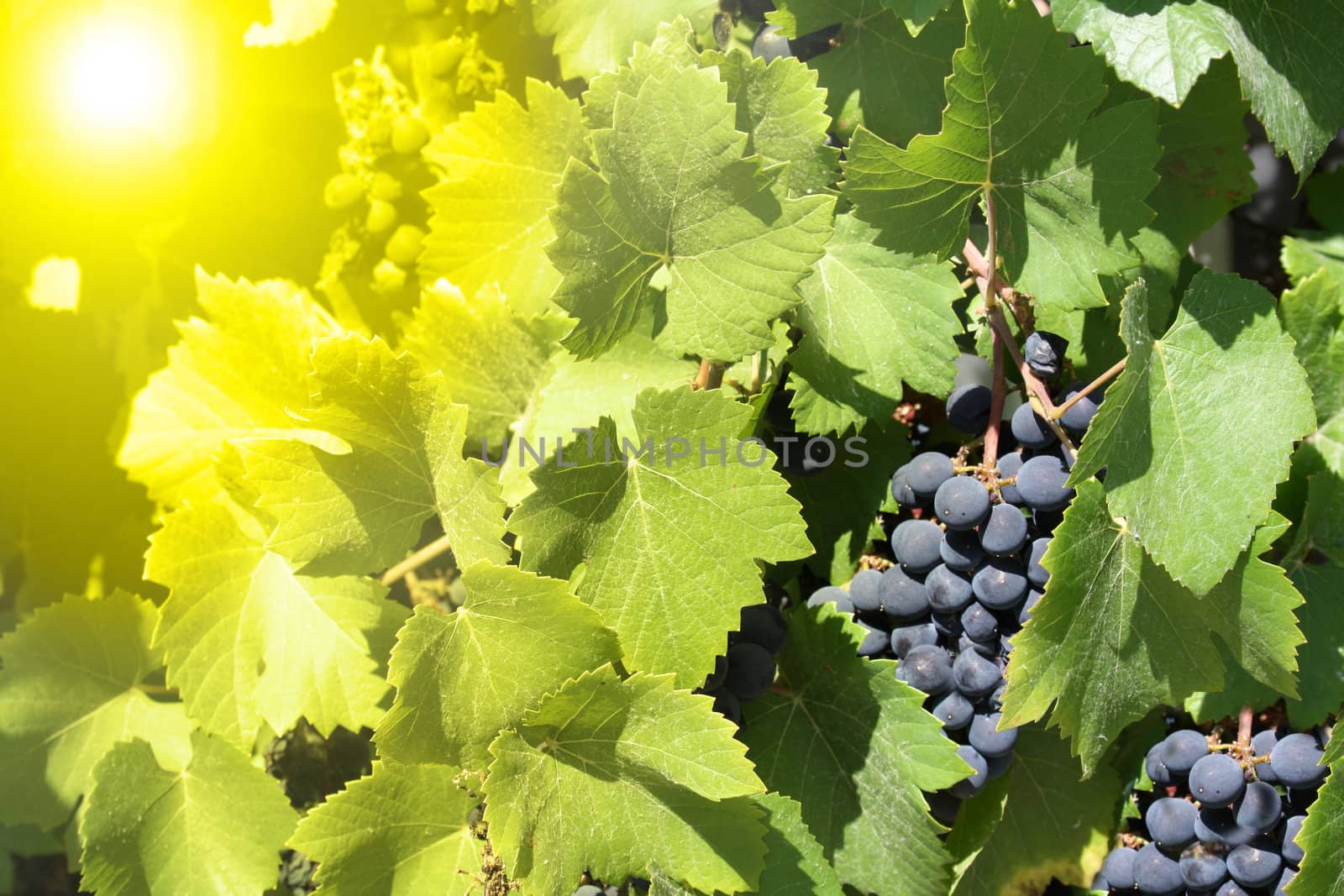 green leaves and blue grapes by photochecker