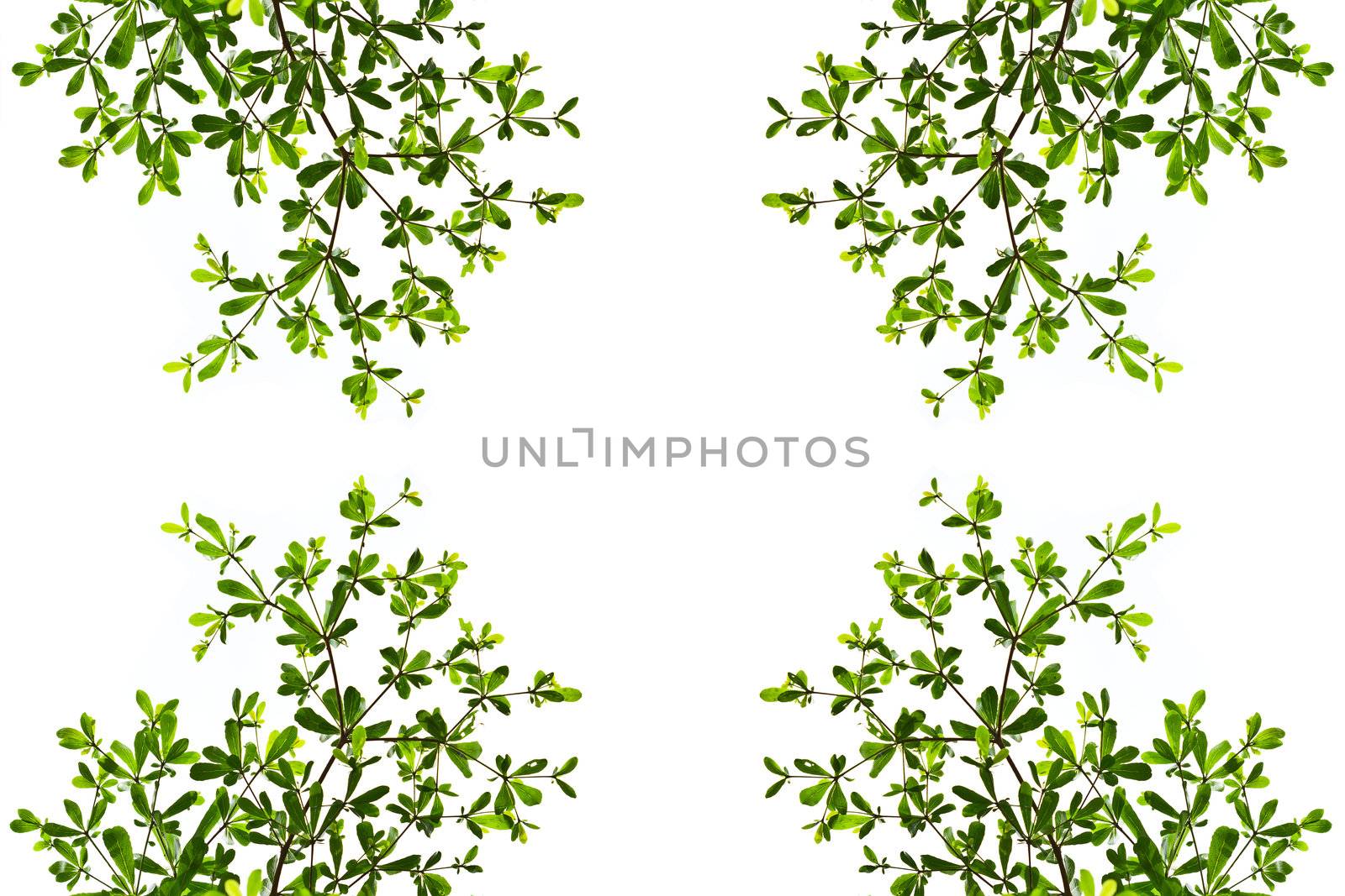green leaf isolated on white background by tungphoto