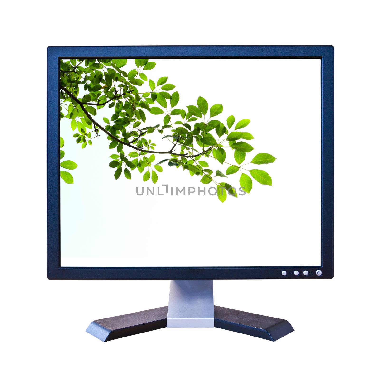 green leaf in lcd monitor isolated by tungphoto