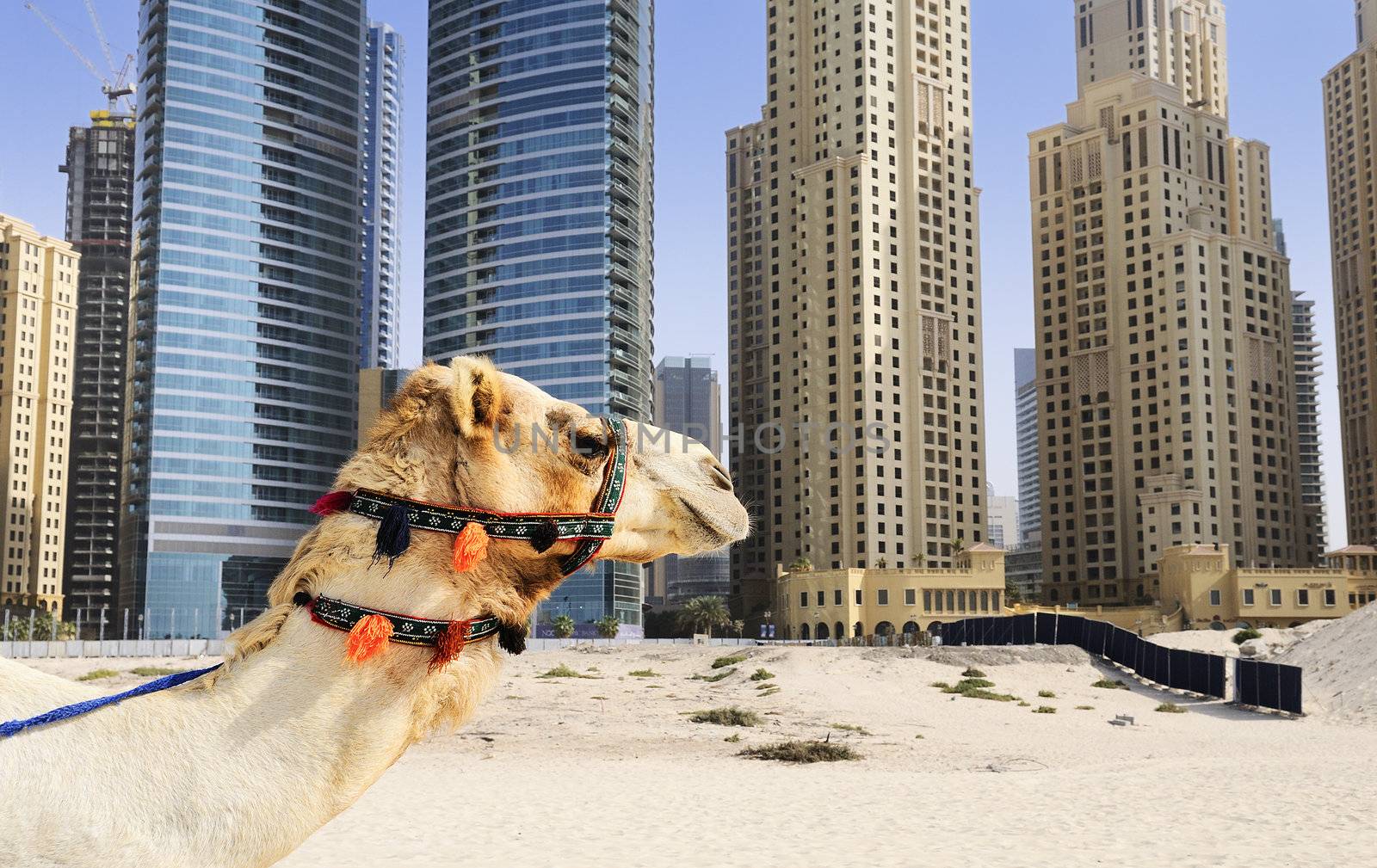 Camel in the famous Duba� modern city, United Arab Emirates