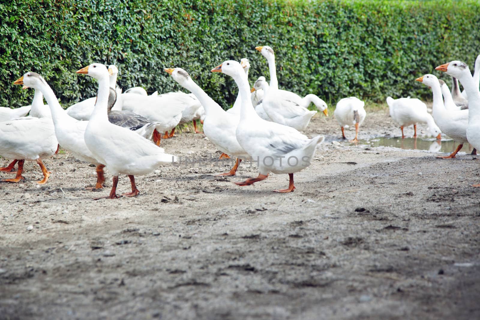 White gooses by Novic