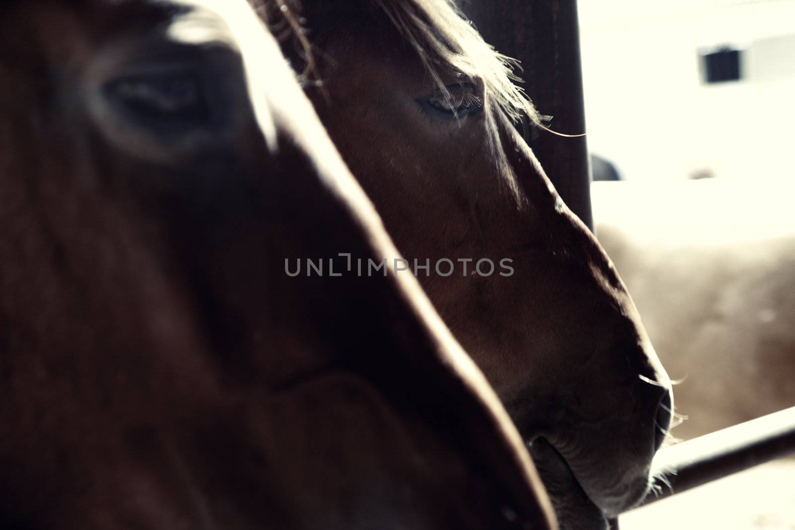 Close-up photo of two horses in stable