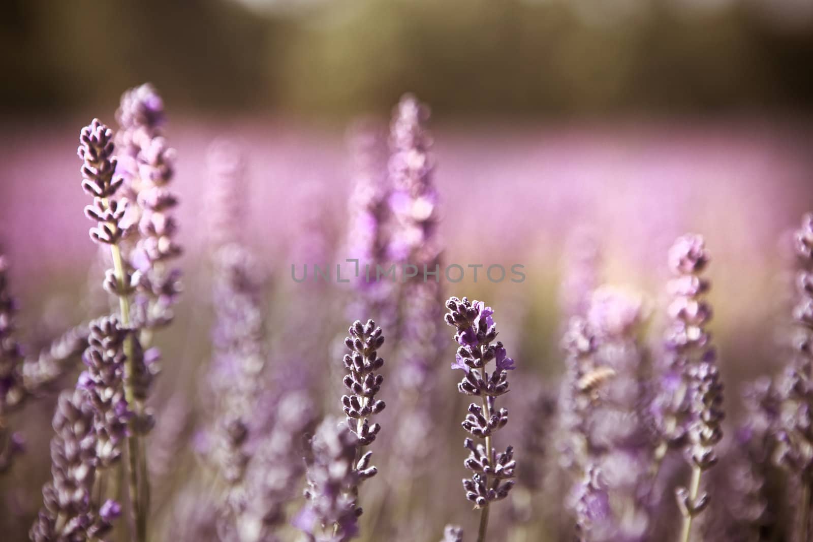 Close up of pink Tasmanian flowers with selective focus