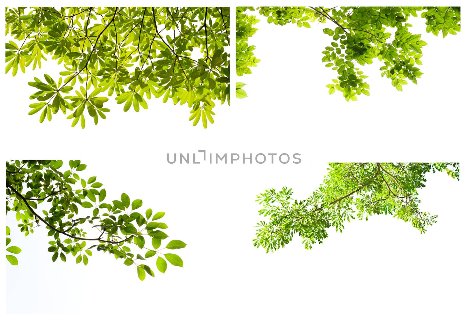 green leaf on white background by tungphoto