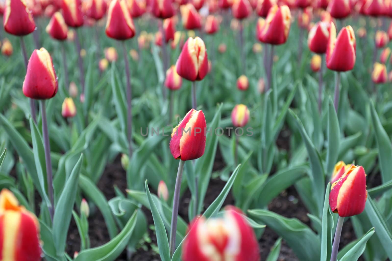 Colorful tulips in spring