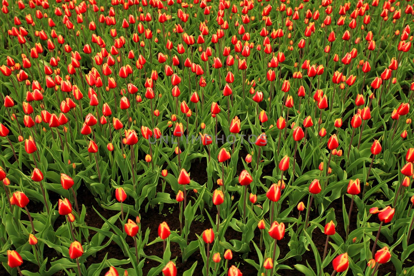 The huge field of bright tulips