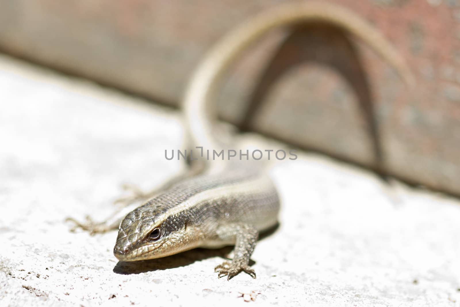 Closeup shot of a lizard on a hot and dry place