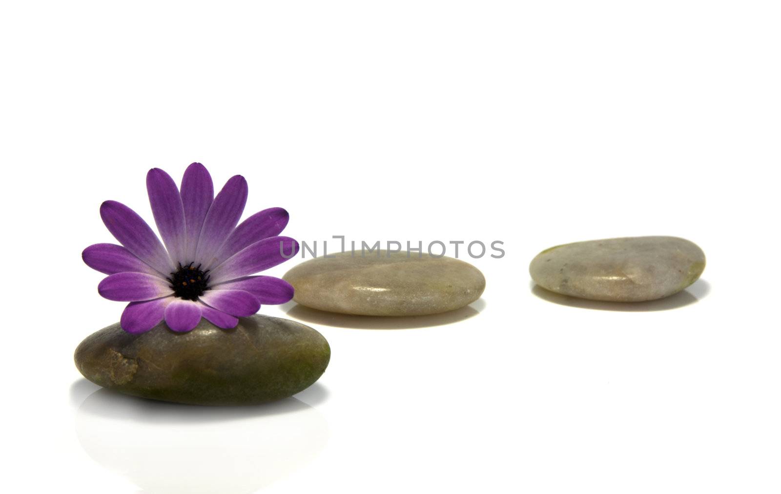 rocks with pink flower isolated on white