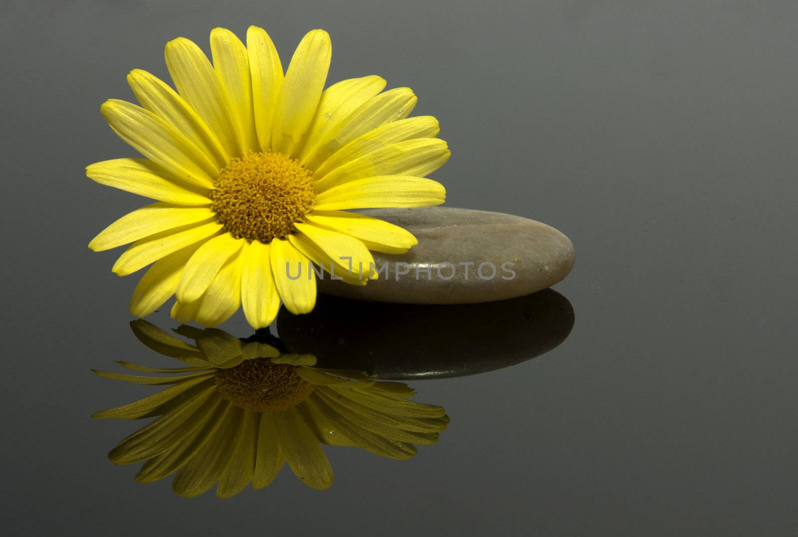 yellow flower on the rocks with dark bakground