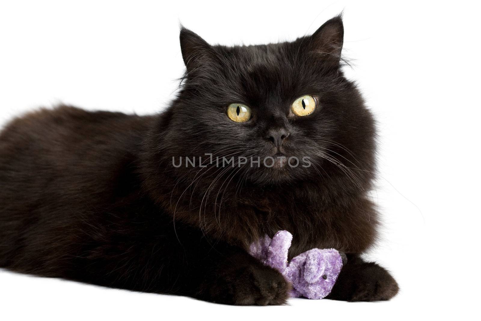 black cat playing with toy