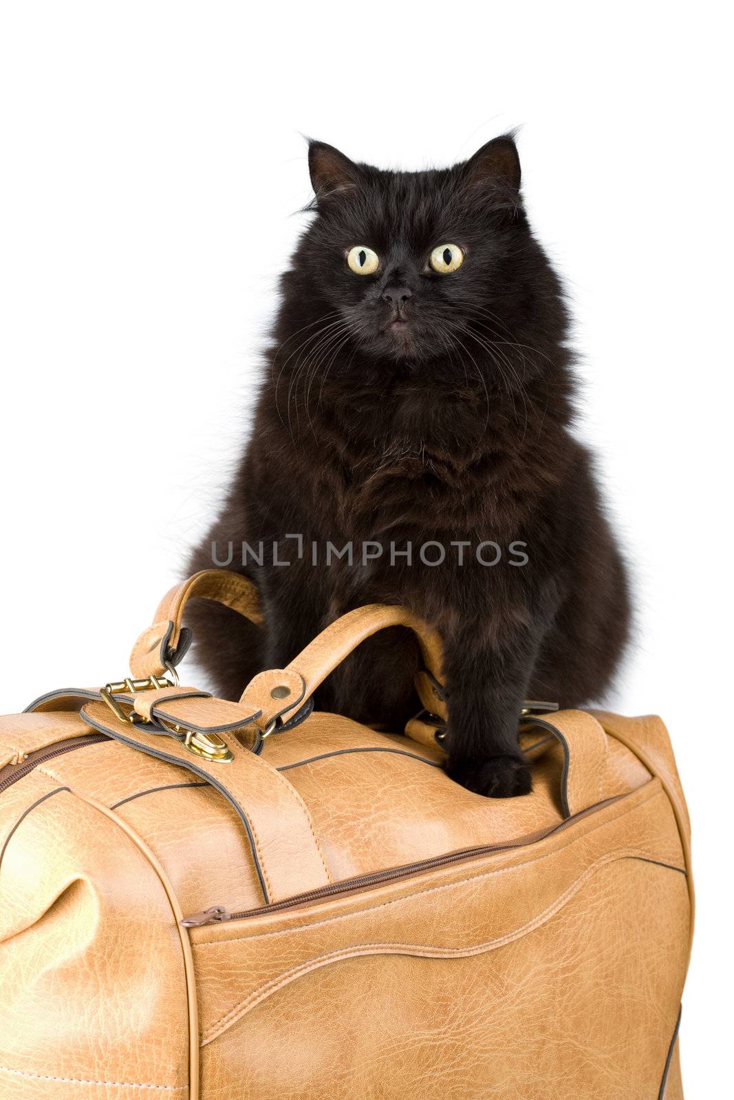 black cat on a bag isolated