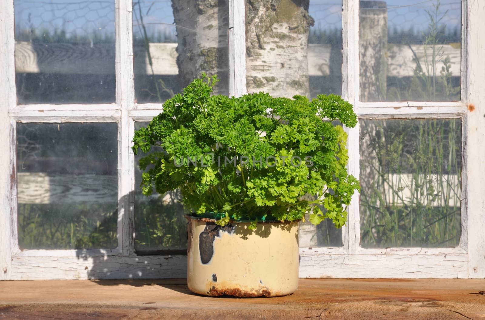 Parsley in a enamel pot in a homemade greenhouse.