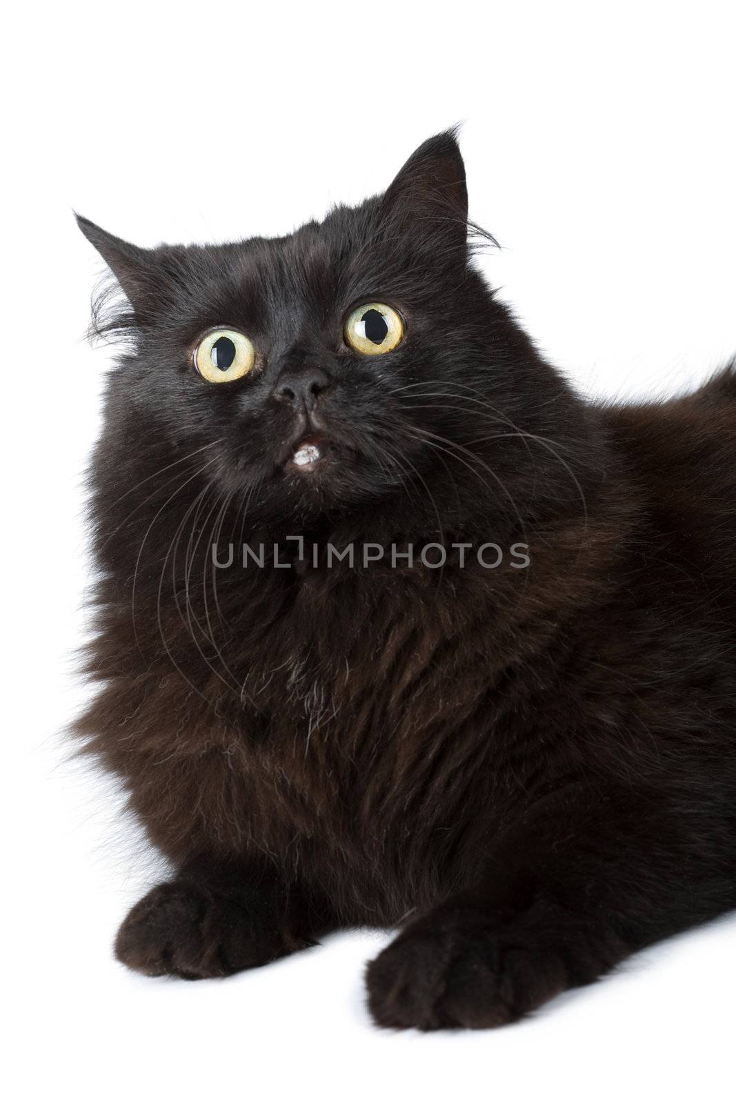 black cat isolated