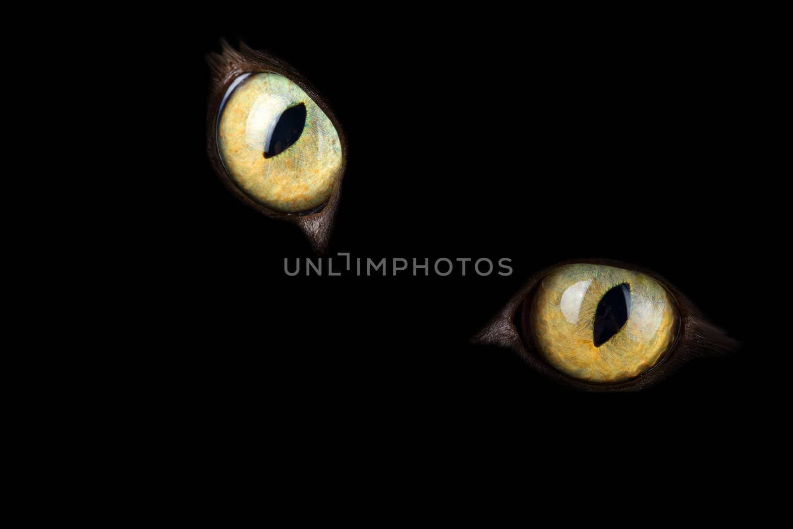 cat's eyes glowing in the dark