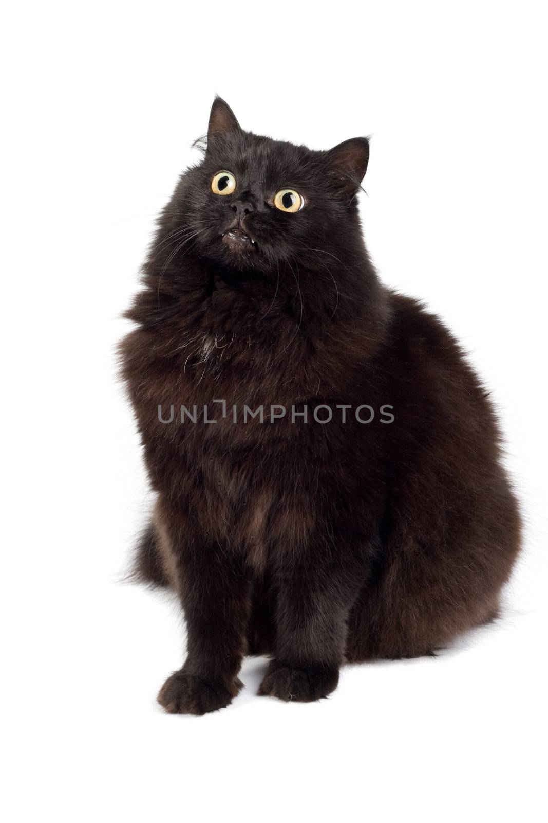 cute black cat isolated