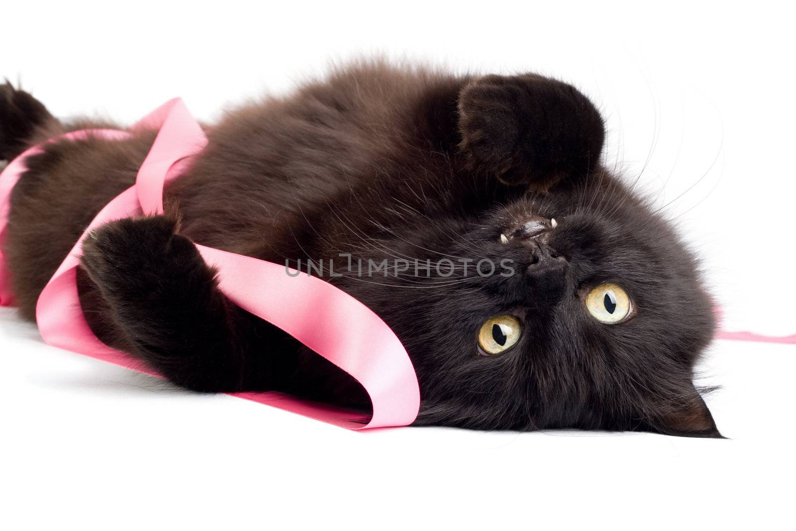 black cat playing with pink ribbon isolated

