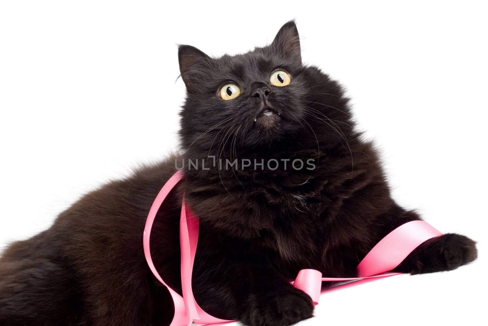 black cat with pink ribbon isolated