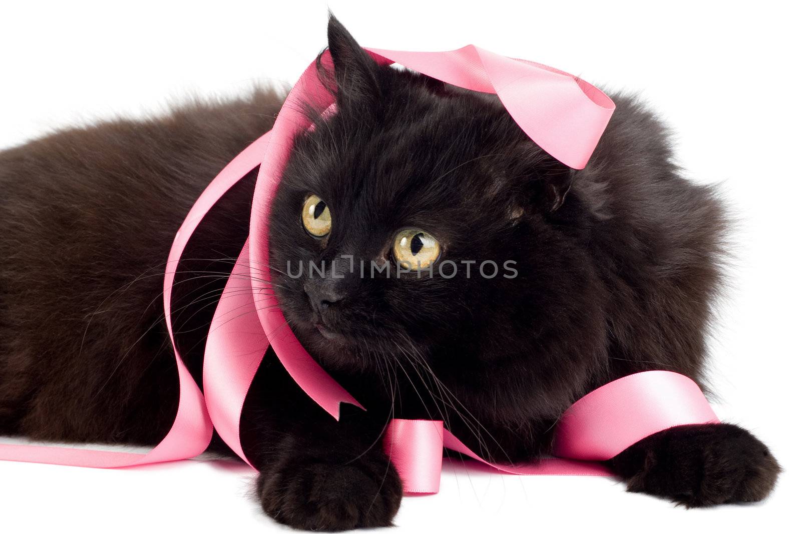 black cat playing with pink ribbon