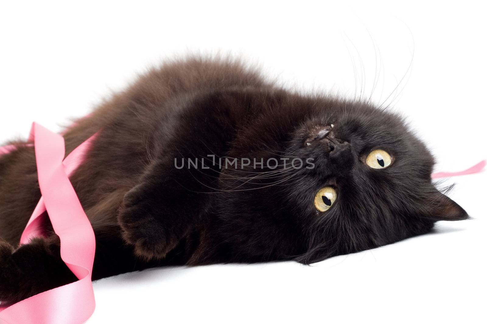 black cat playing with pink ribbon