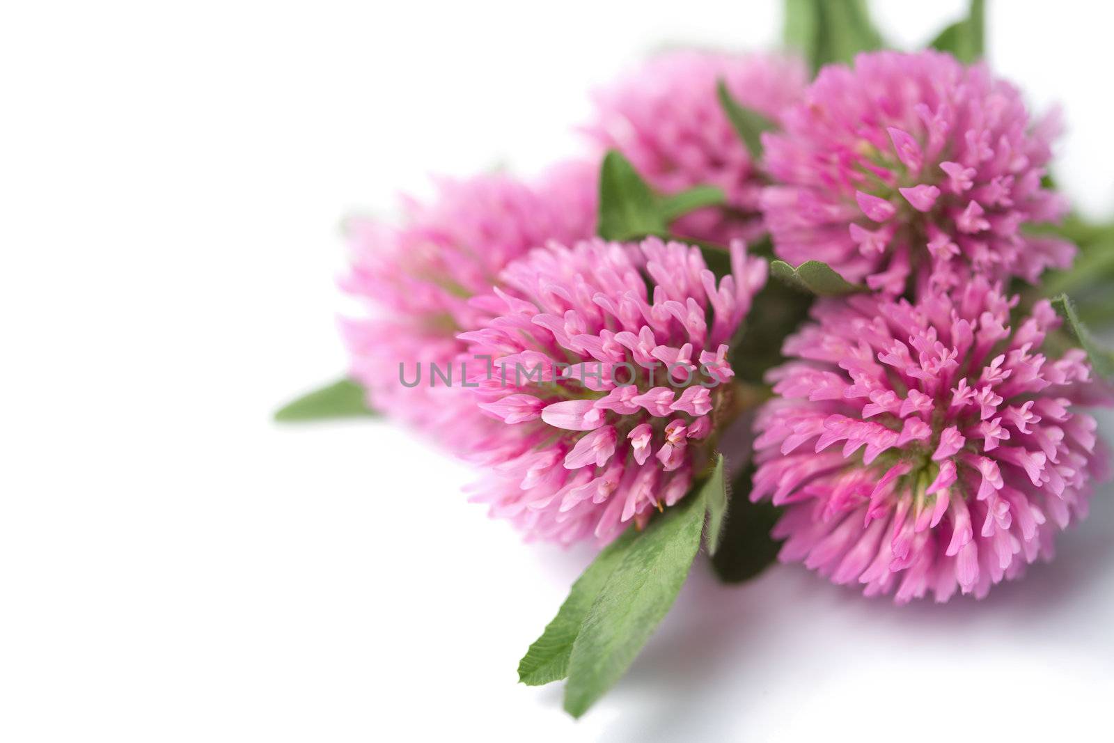 clover flowers isolated