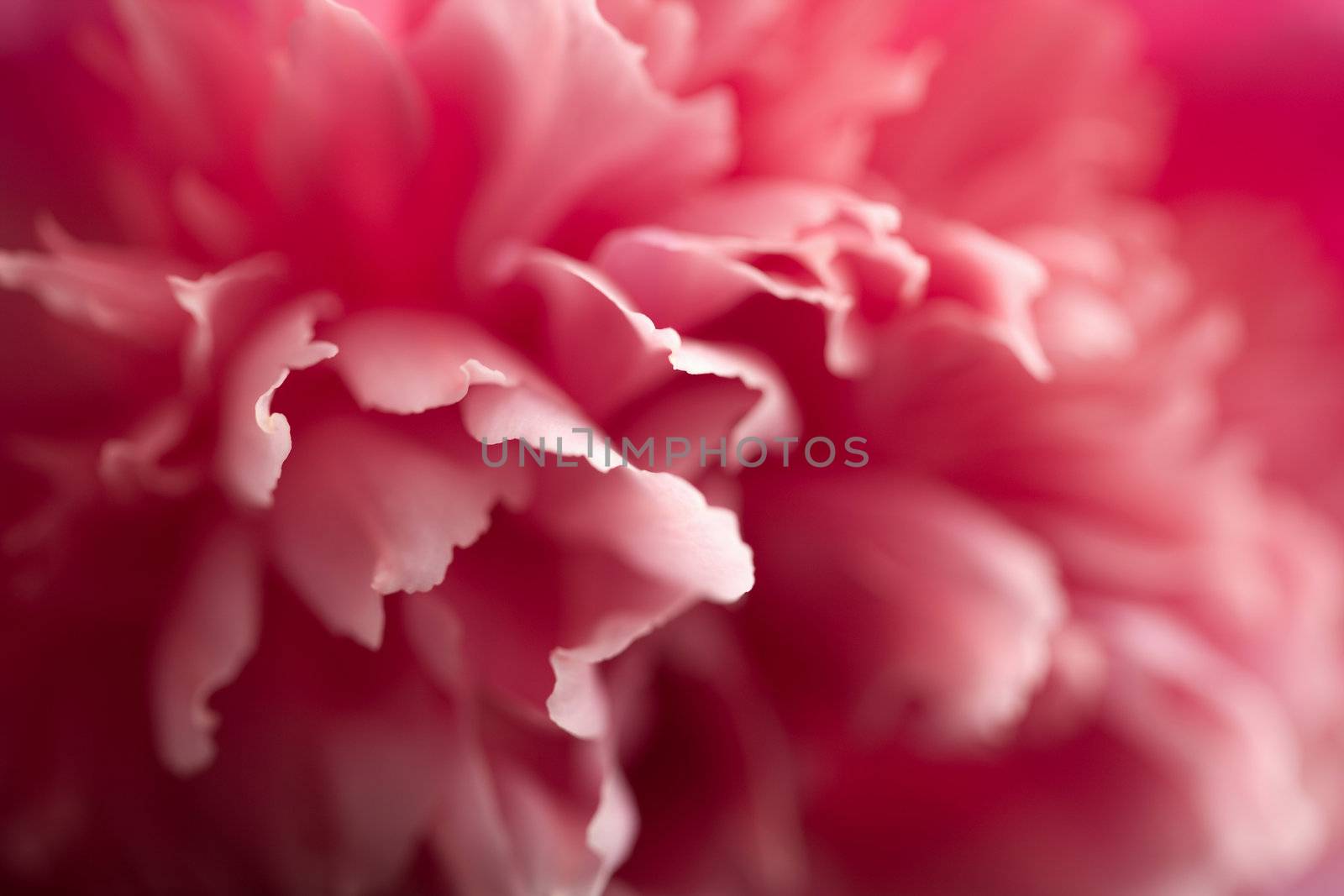 abstract pink peony flower background