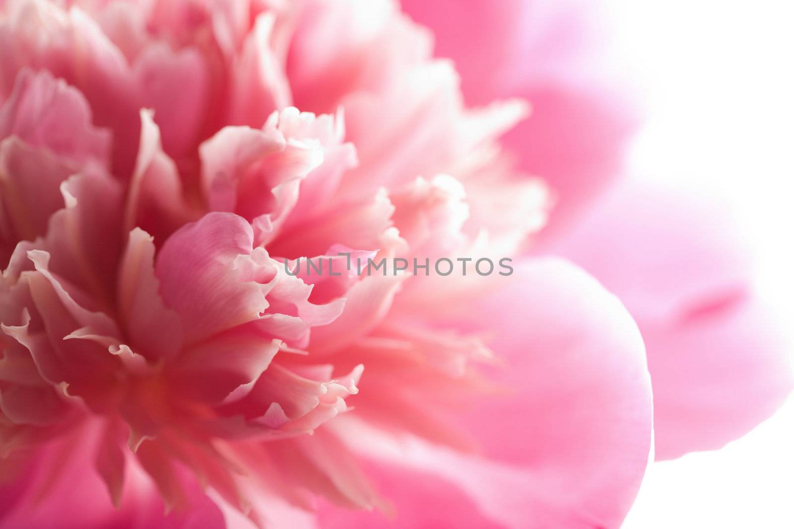 abstract pink peony flower isolated