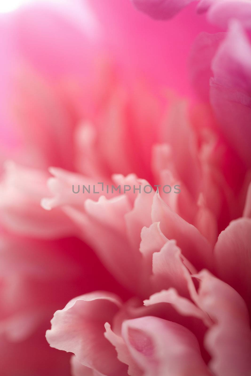 abstract pink peony flower background
