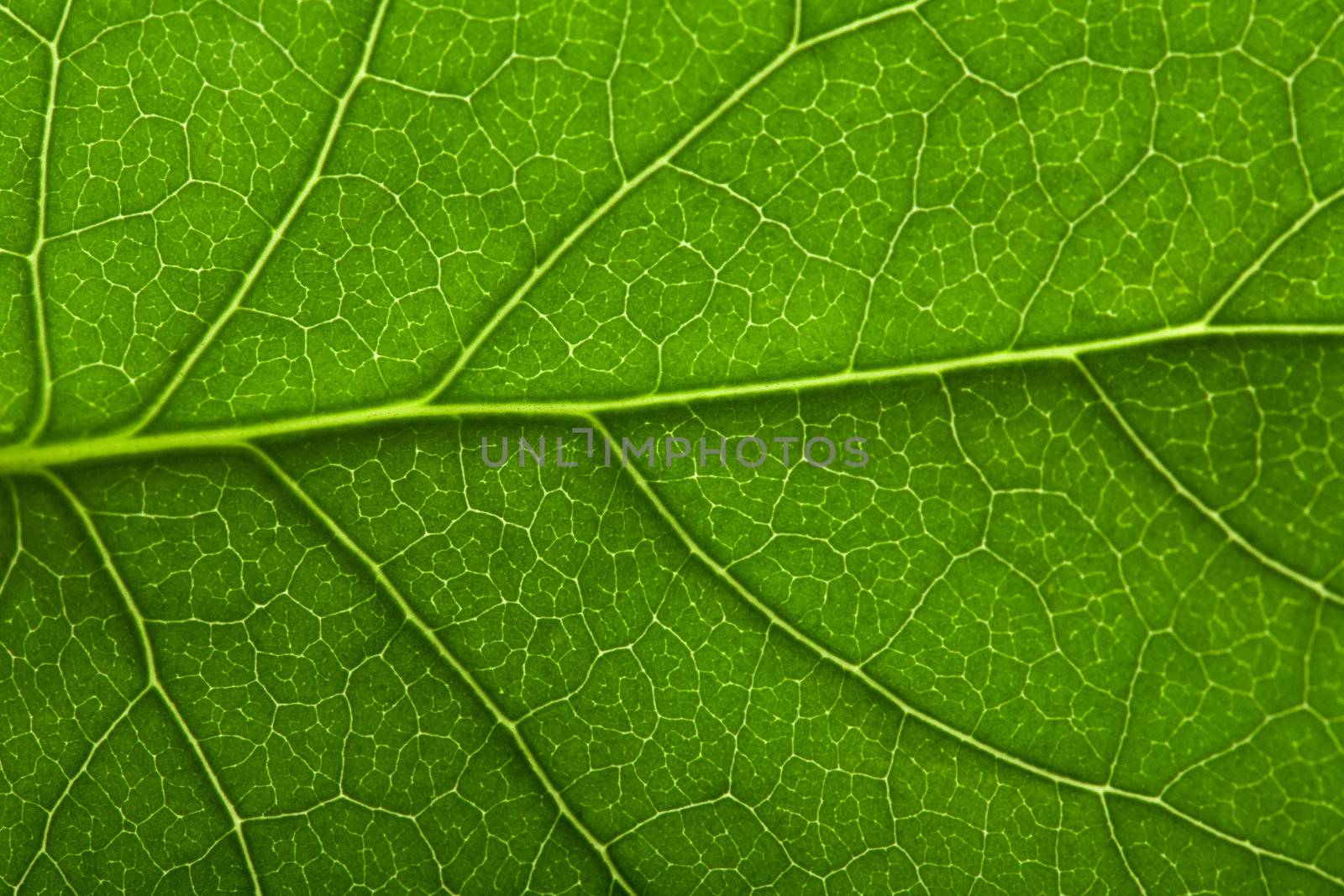 macro of fresh leaf background