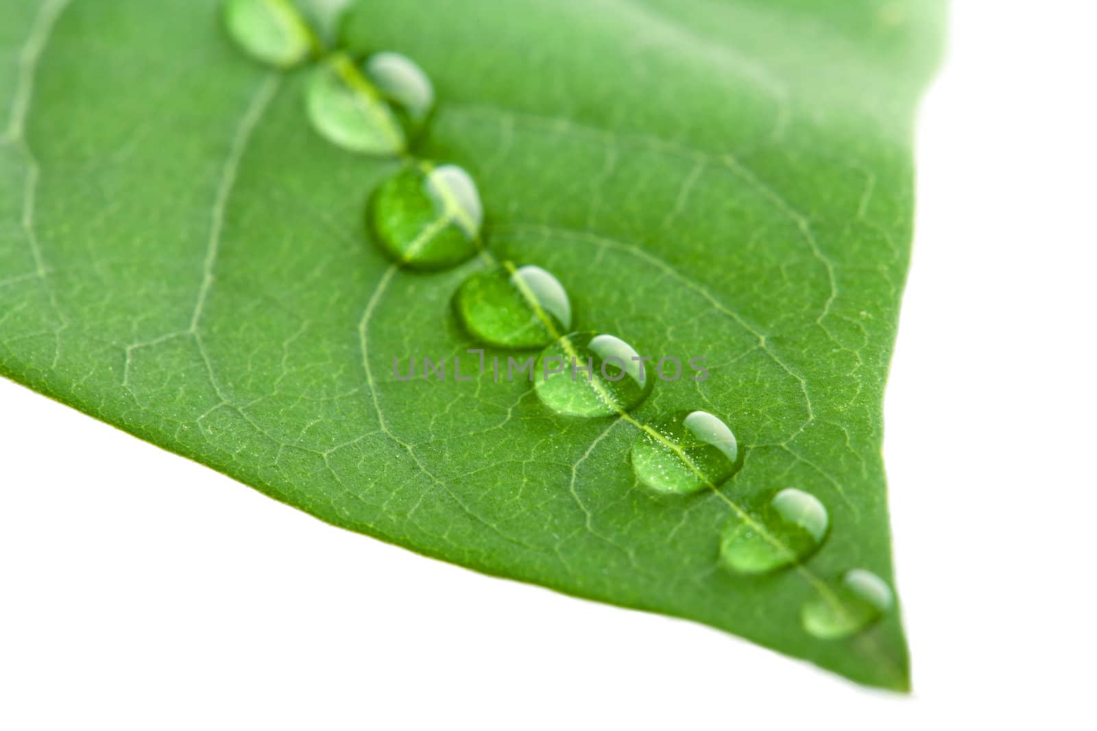 green leaf with water droplets isolated