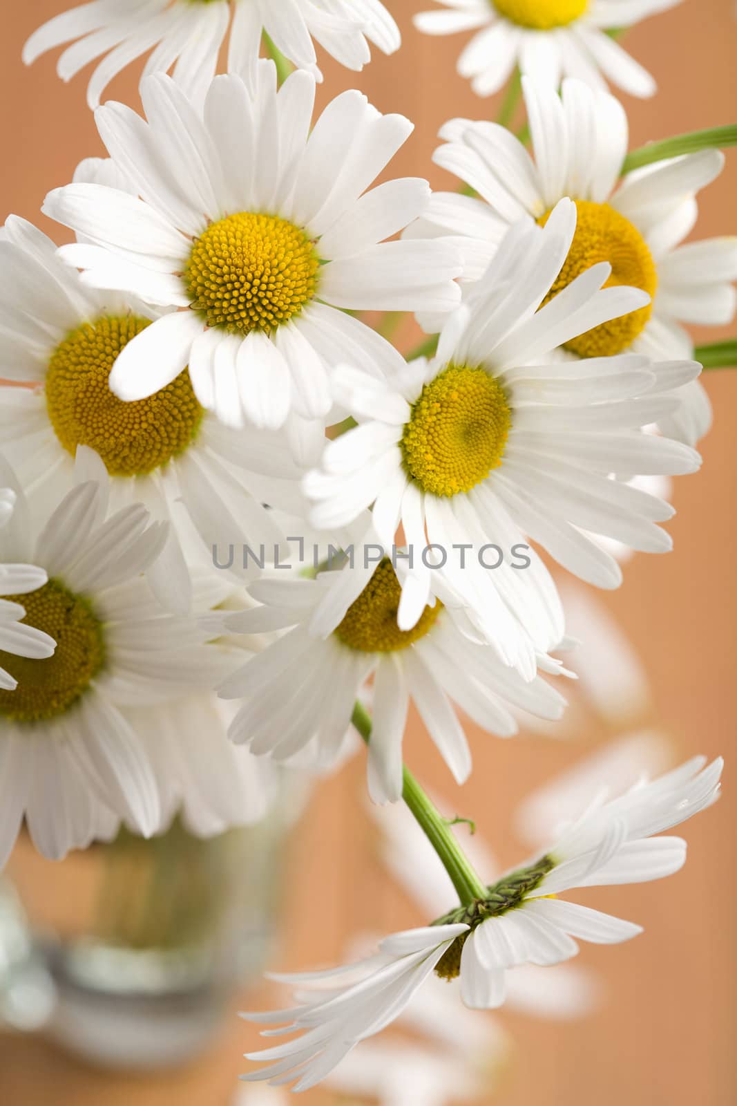 bouquet of beautiful camomiles