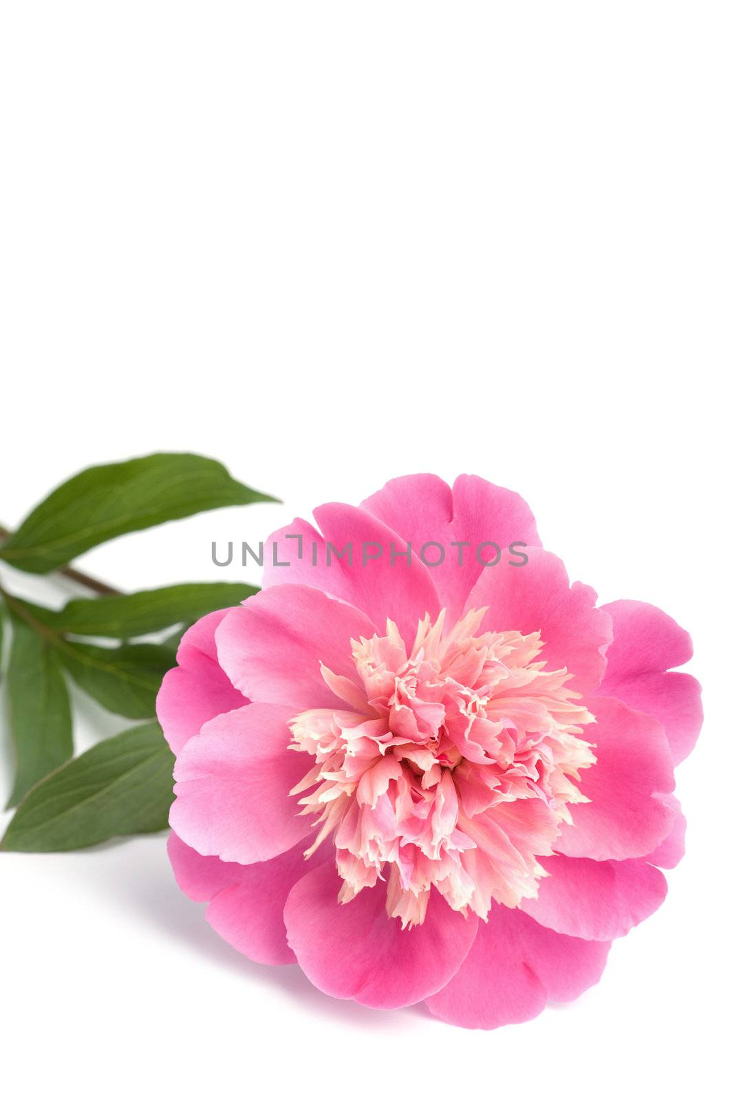 pink peony flower isolated