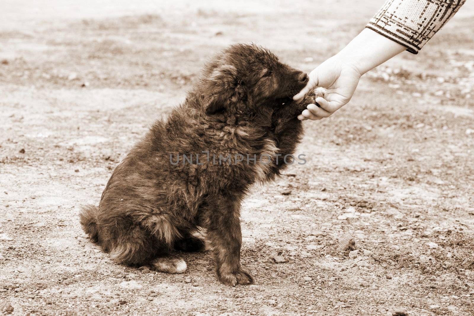 lonely homeless dog and helping human hand