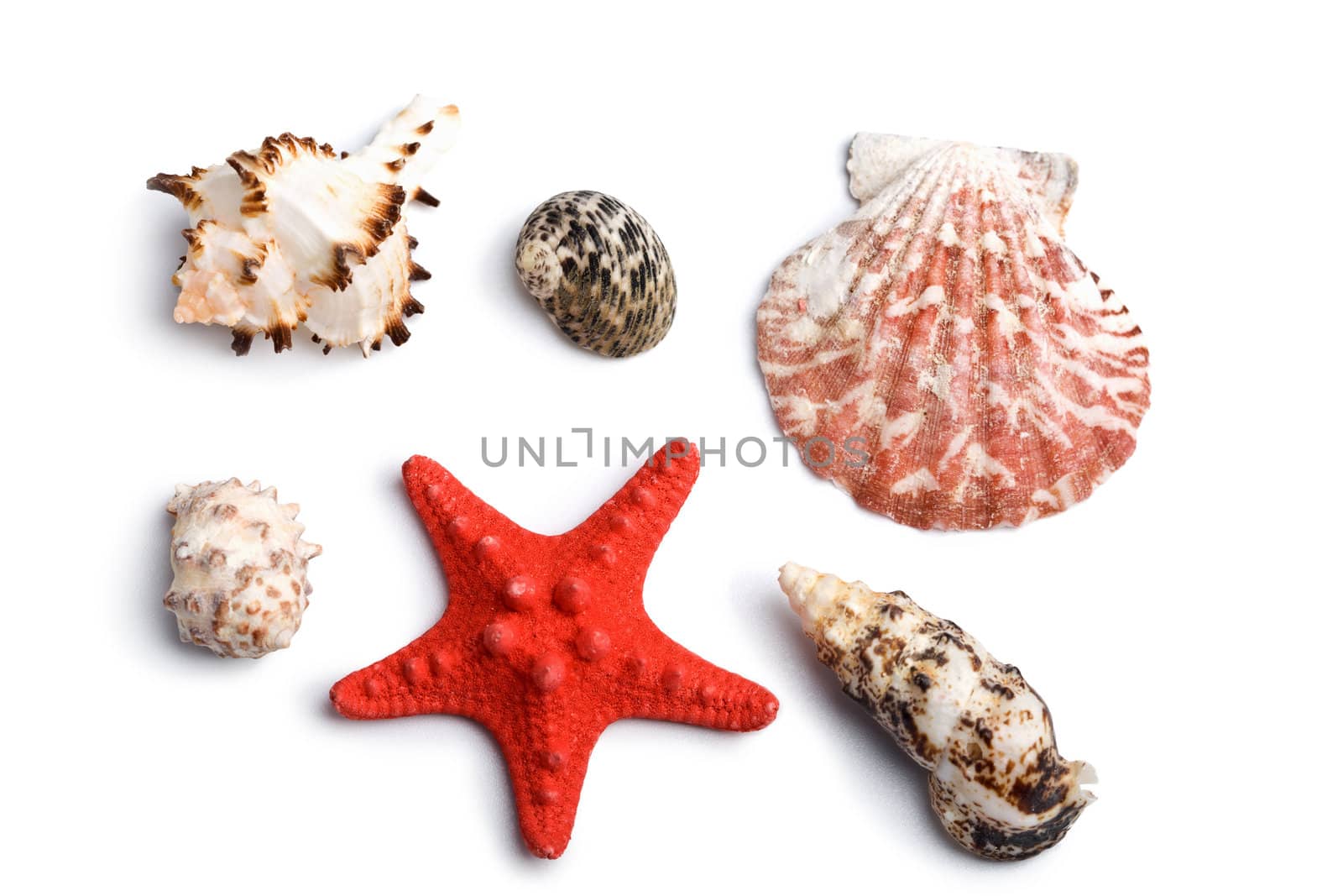 sea shells isolated