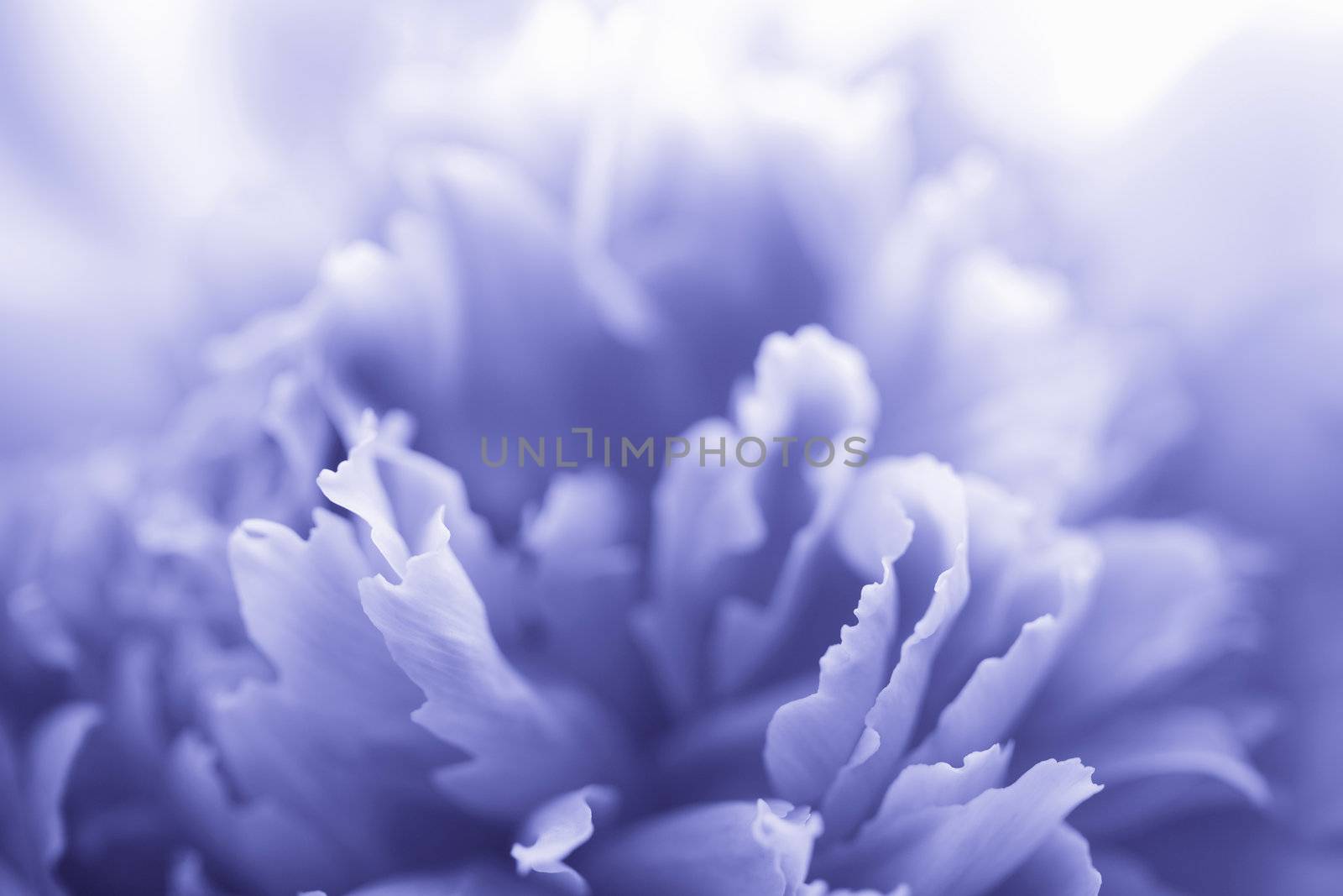 blue peony flower - abstract background