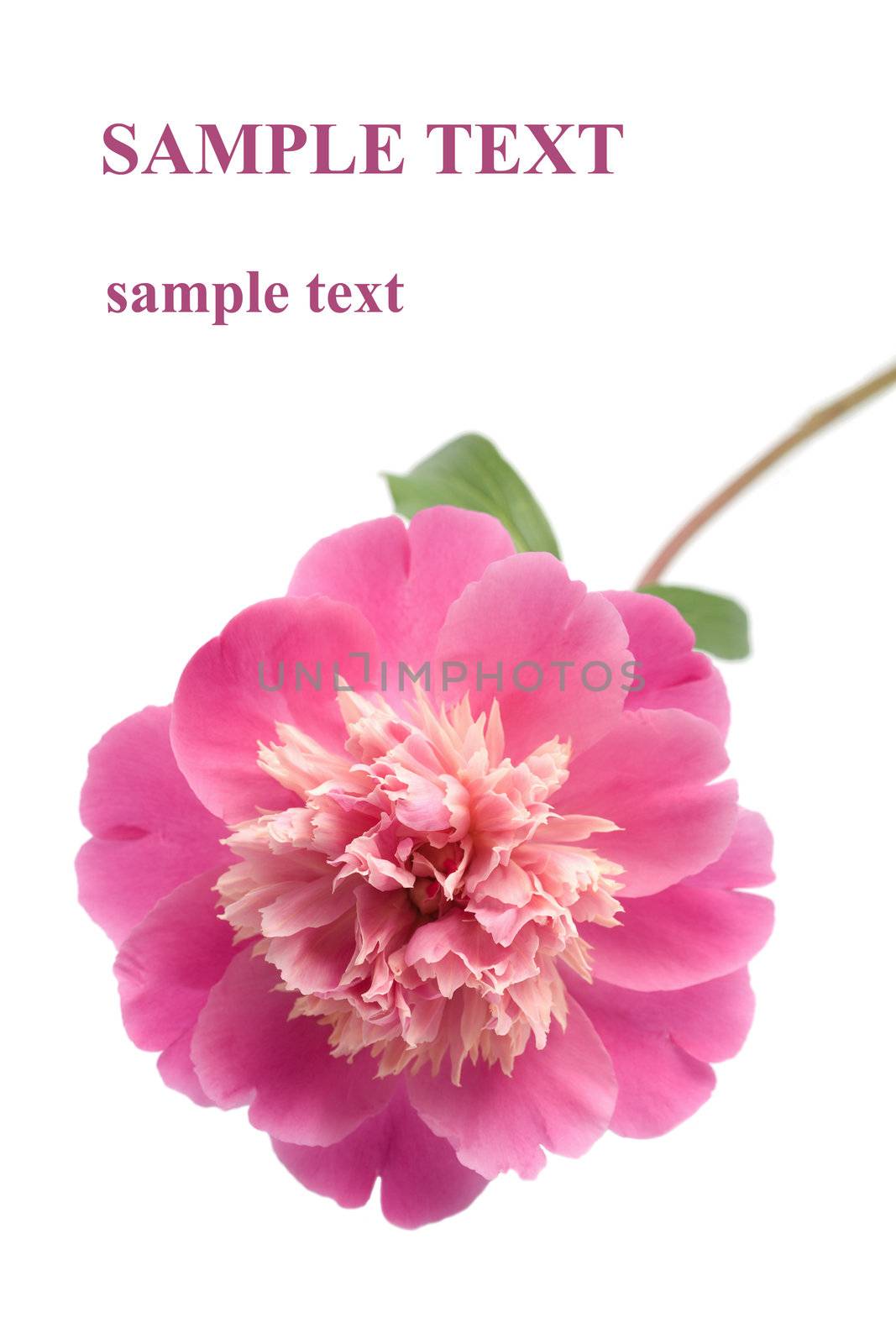 beautiful pink peony flower isolated