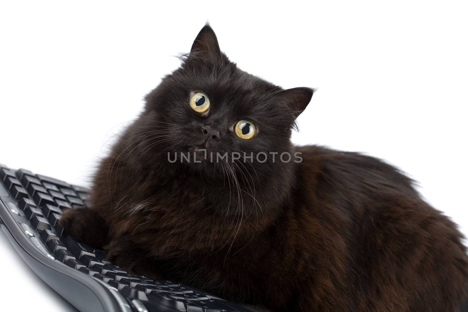 cute black cat over keyboard isolated