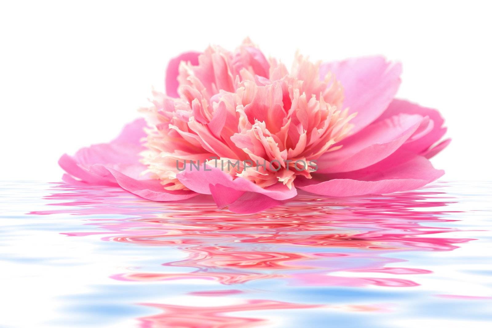 pink peony flower floating in water isolated