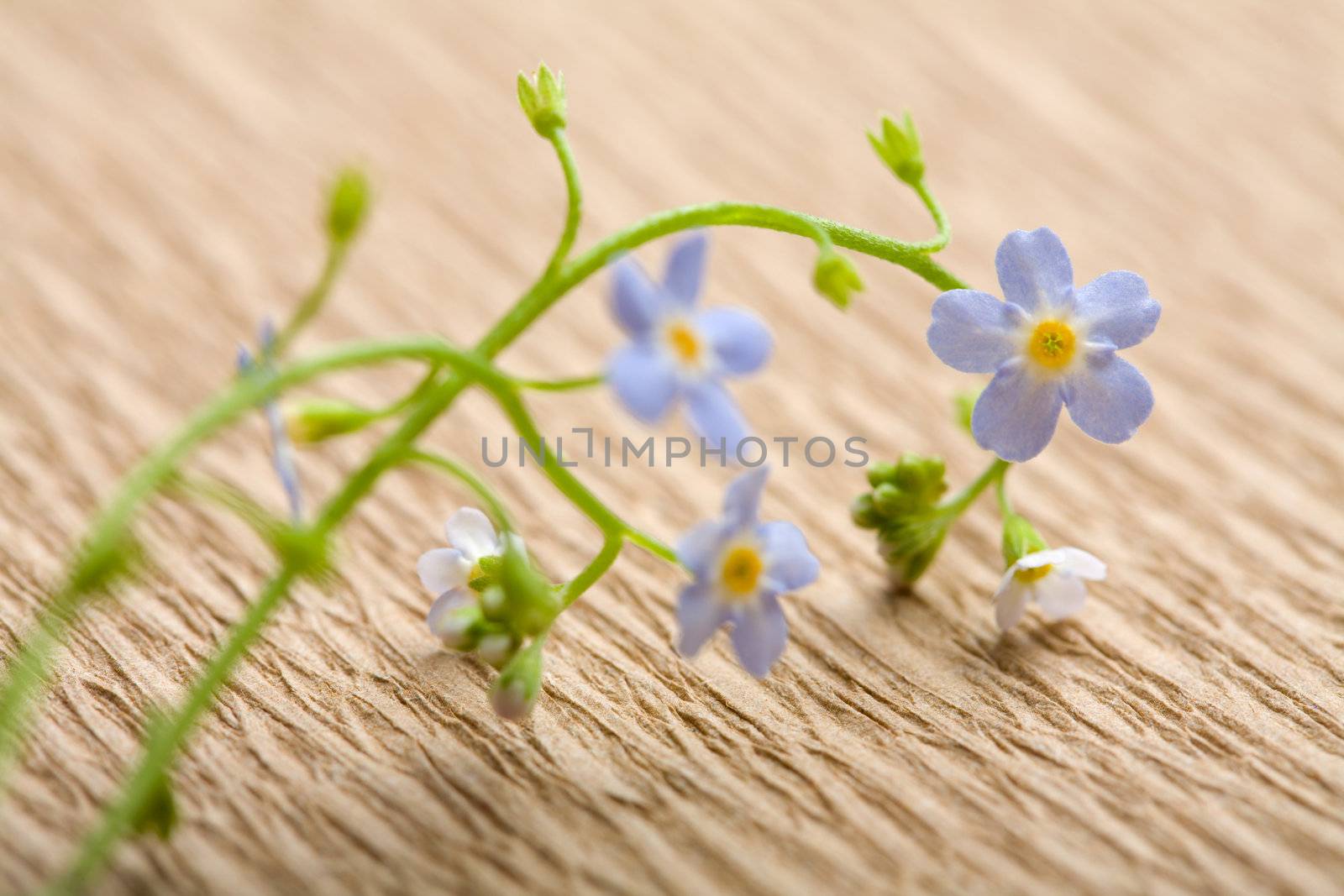forget me not flower over recycled paper. ecological background