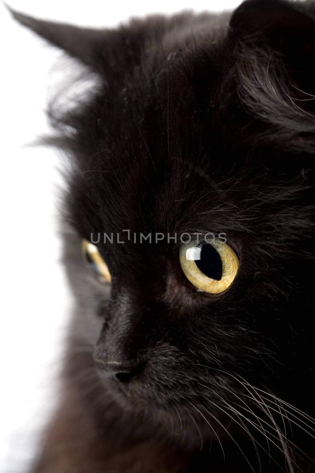 face of cute black cat