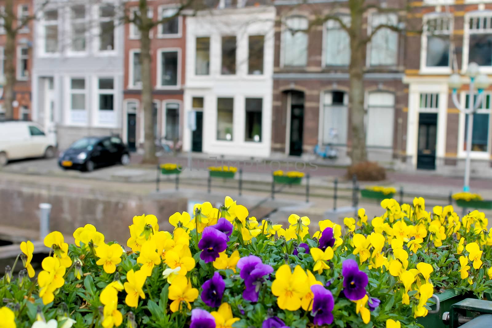 Flowers on the streets of Gorinchem. Netherlands by NickNick