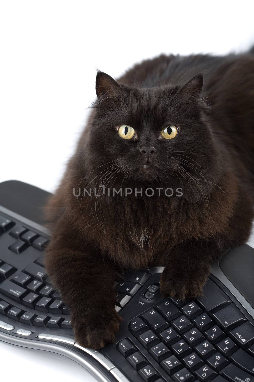 cute black cat over keyboard isolated