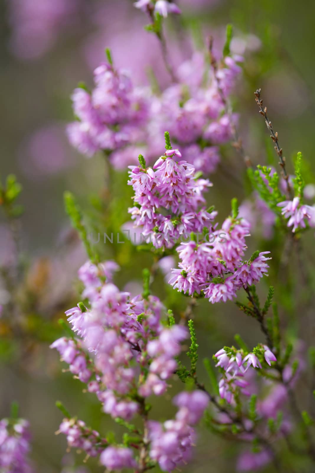 heather field background