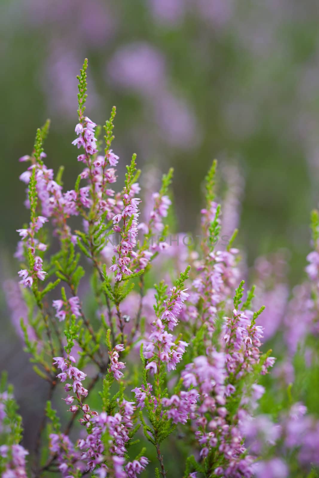 heather field background