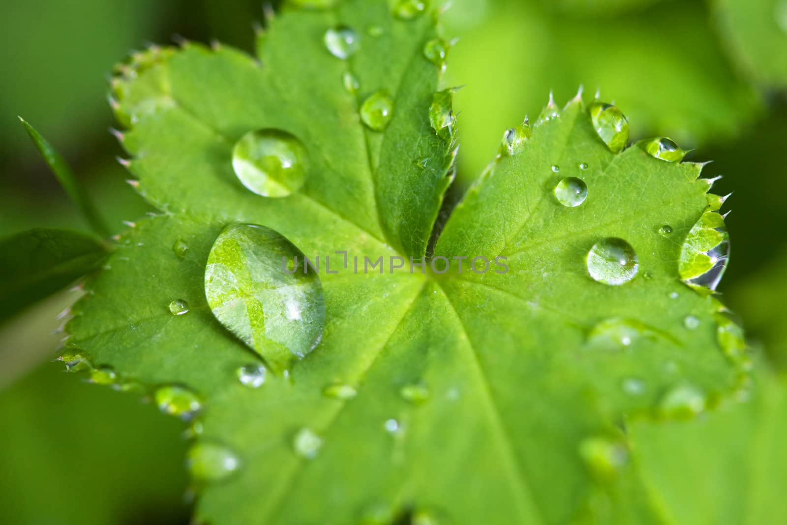 fresh green leaf with water droplets