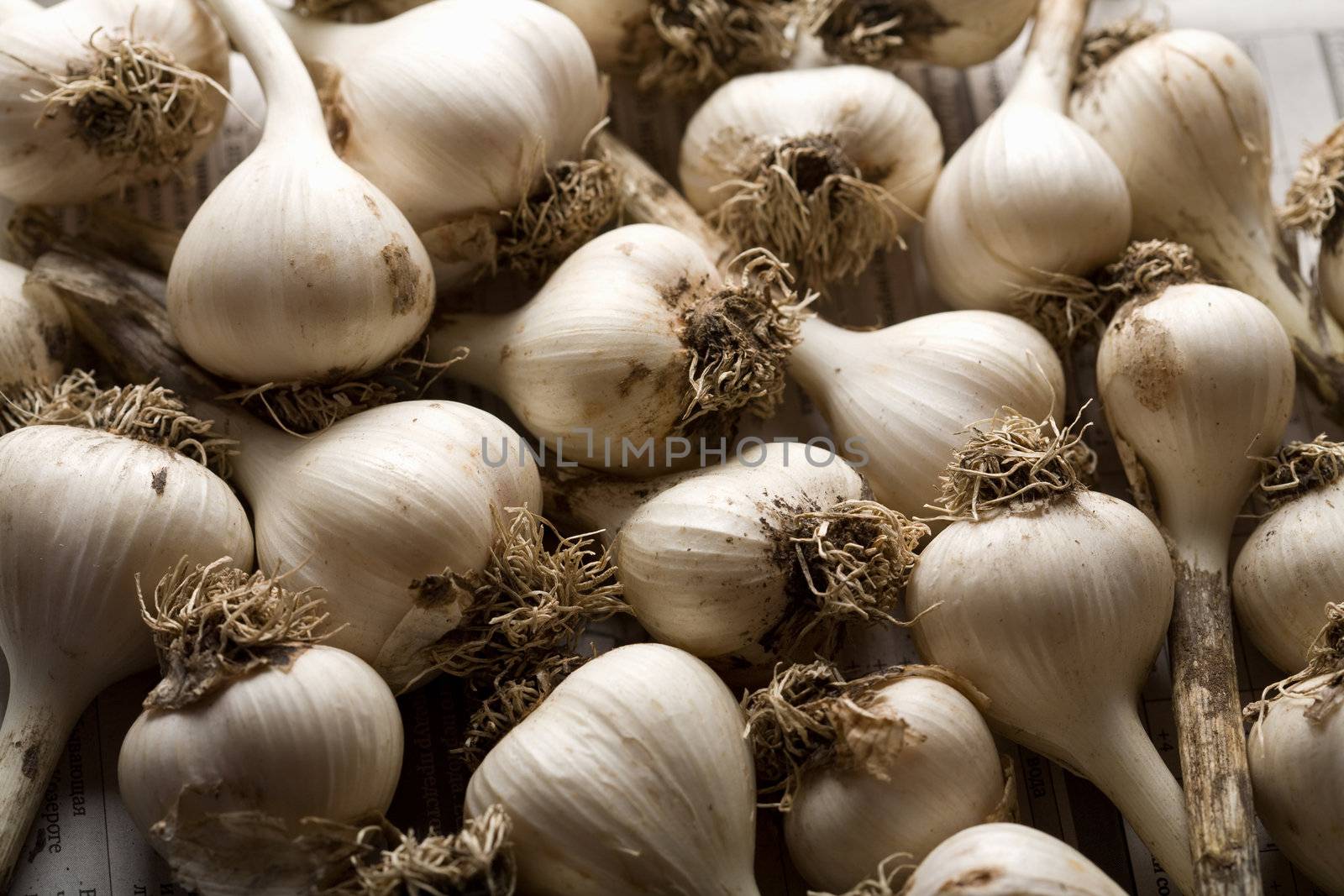 fresh garlic background